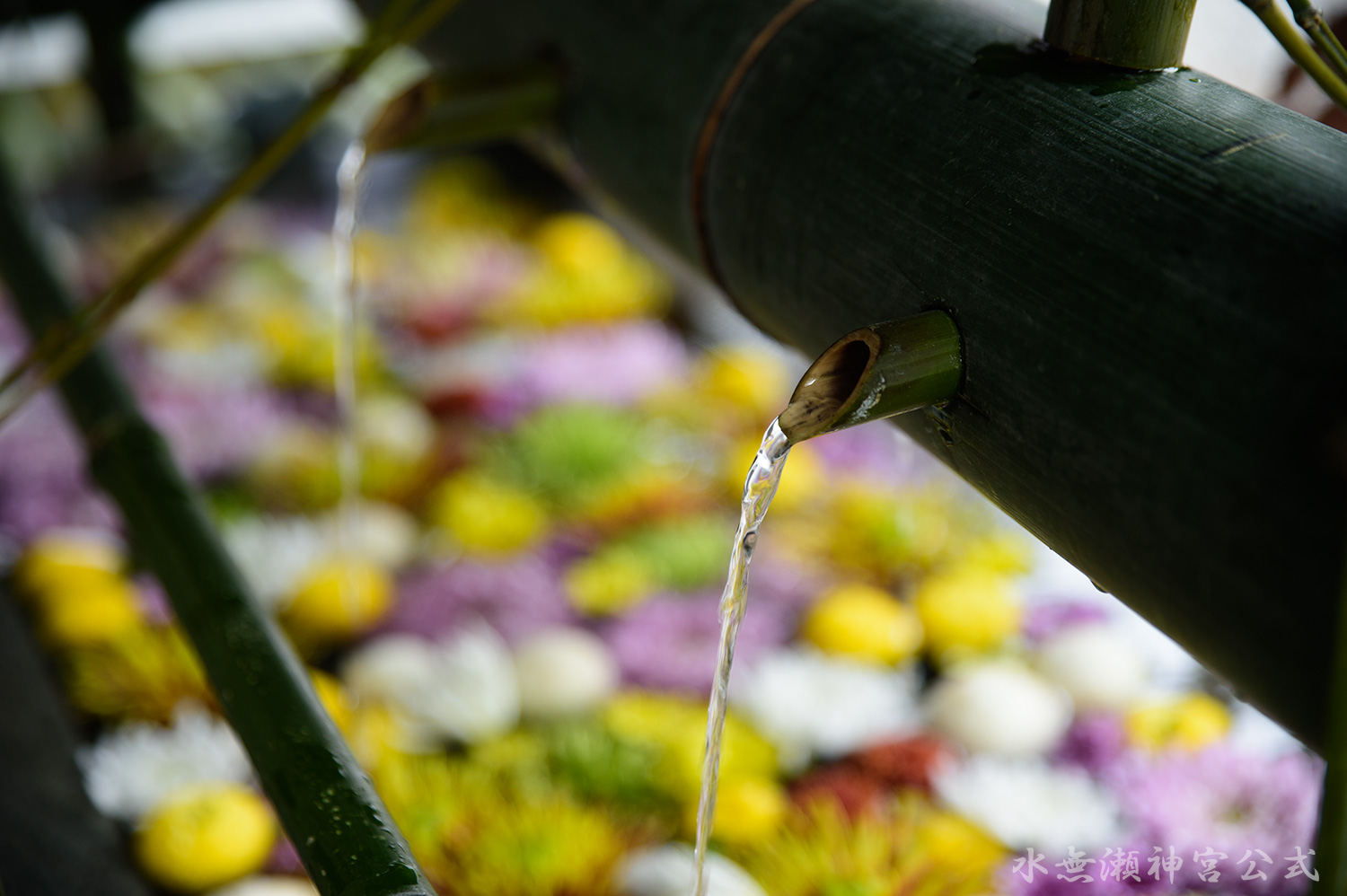 手水舎の菊水