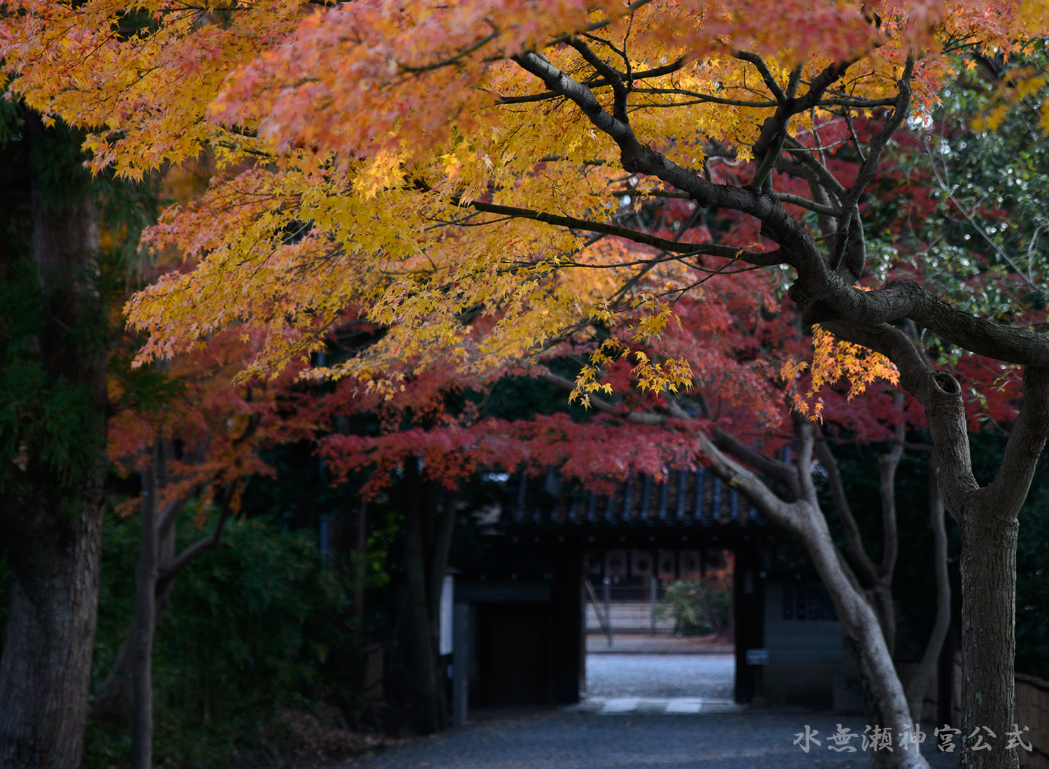 紅葉