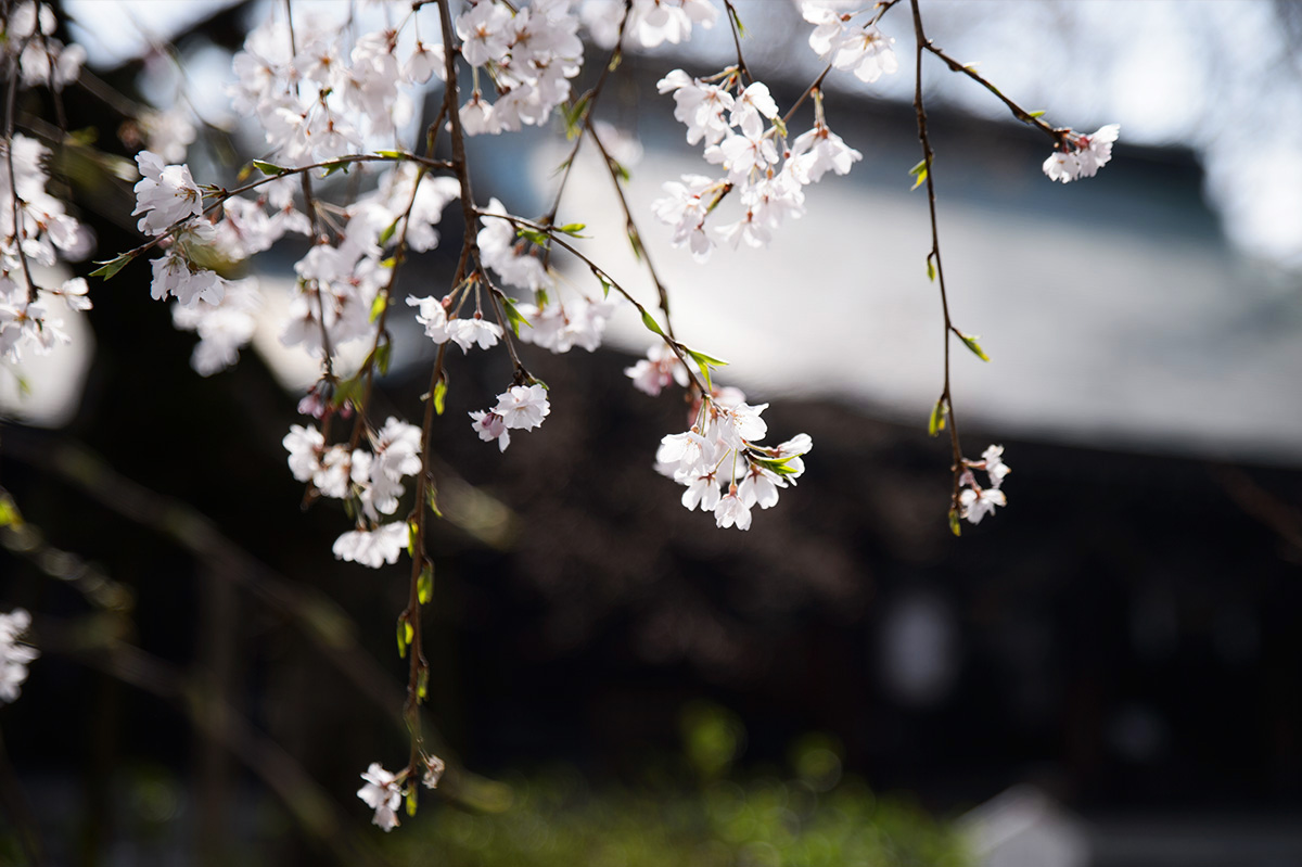 しだれ桜