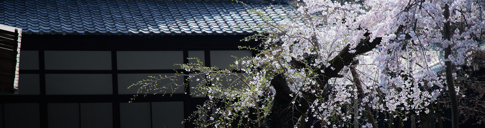 枝垂れ桜