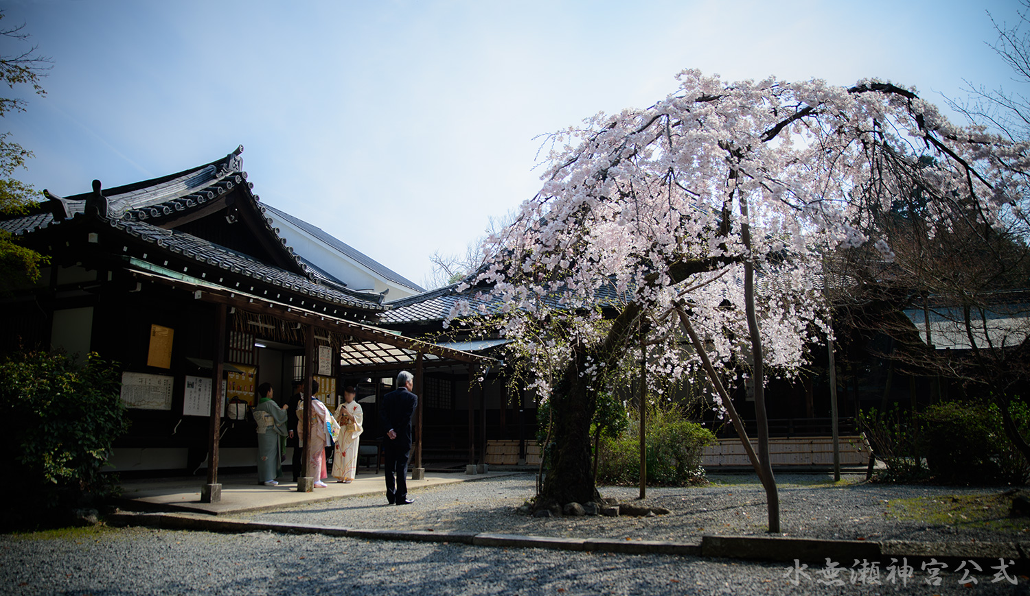 しだれ桜